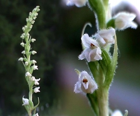 orkidén Knärot